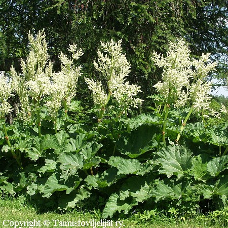 Rheum rhabarbarum 'Victoria'